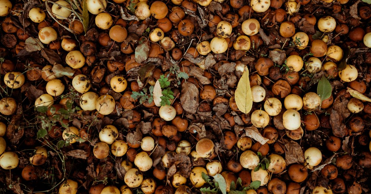 découvrez tout sur le compost : comment le fabriquer facilement, ses bienfaits pour votre jardin et l'environnement, et des conseils pour réussir votre compostage maison.