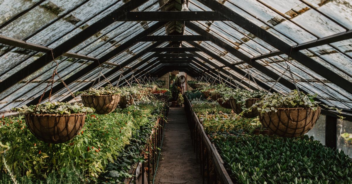 découvrez notre sélection de serres de jardin robustes et élégantes, idéales pour cultiver vos plantes toute l'année et protéger vos cultures des intempéries.