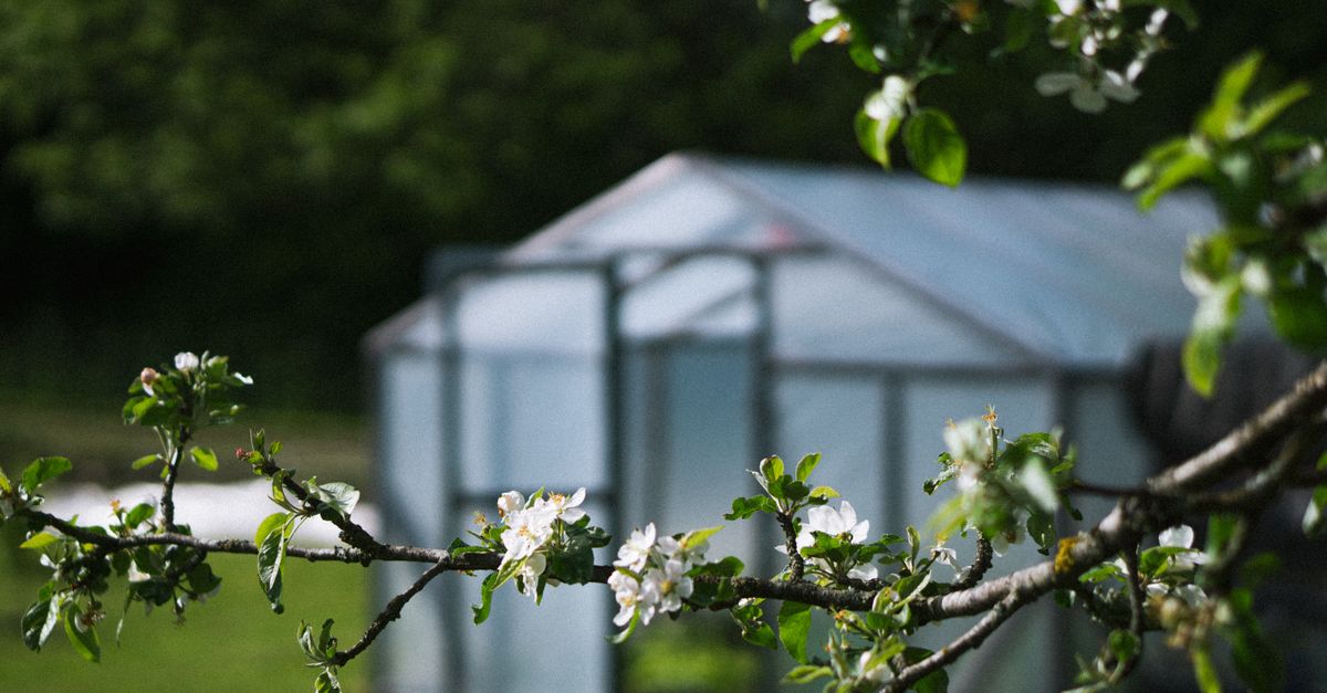 découvrez notre serre de jardin, idéale pour protéger vos plantes et prolonger la saison de croissance. parfaite pour cultiver fleurs, légumes et herbes toute l'année.