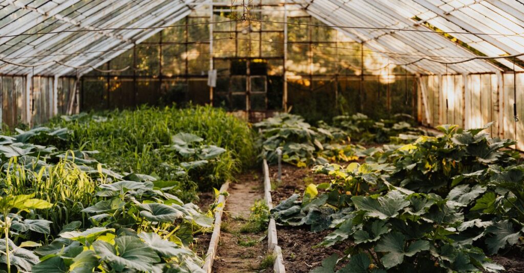 découvrez notre serre de jardin, idéale pour protéger vos plantes et prolonger leur croissance toute l'année dans un environnement contrôlé.