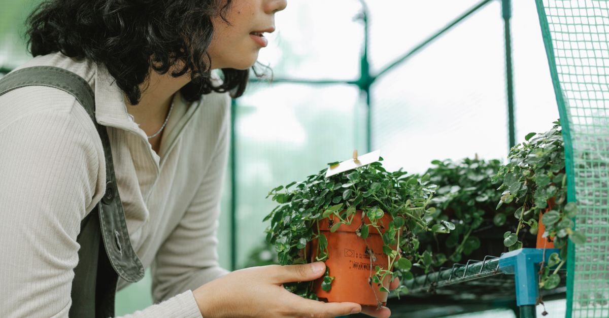 découvrez notre mini serre de jardin, idéale pour cultiver vos plantes protégées toute l'année, même dans les petits espaces.