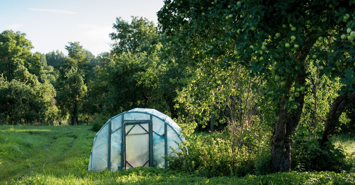 découvrez notre tunnel de jardin serre, parfait pour protéger vos plantes et prolonger la saison de culture grâce à un environnement contrôlé et favorable.