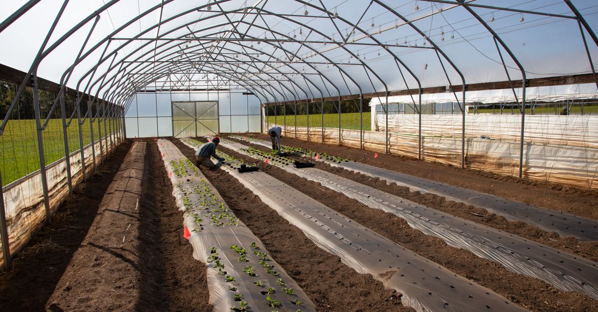 découvrez notre tunnel de jardin, une serre pratique et durable pour protéger vos plantes des intempéries et prolonger la saison de culture.