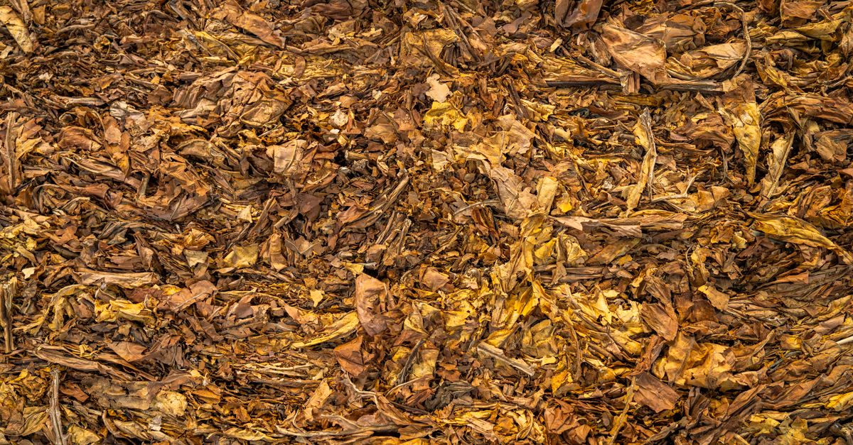 découvrez tout sur le compost : comment le fabriquer, ses bienfaits pour le jardin et l'environnement, et nos conseils pour réussir votre compostage facilement.