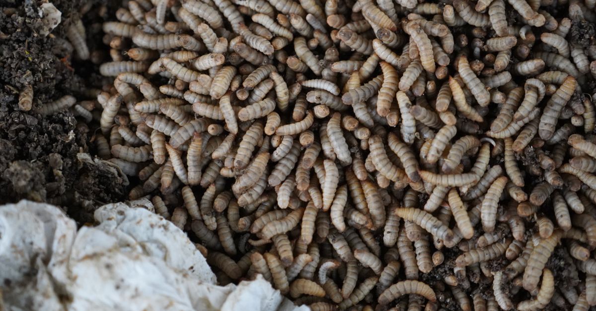 découvrez tout sur le compostage : techniques, avantages et conseils pour transformer vos déchets organiques en un compost riche et naturel.