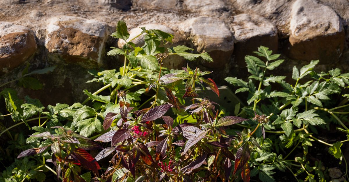 découvrez nos idées et conseils pour un design de jardin élégant et fonctionnel, adapté à tous les styles et espaces extérieurs.