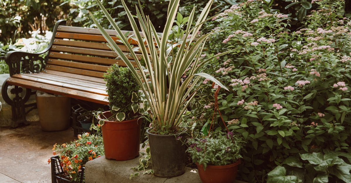 concevez le jardin de vos rêves avec nos idées de design innovantes, astuces pratiques et conseils d'experts pour un espace extérieur harmonieux et esthétique.