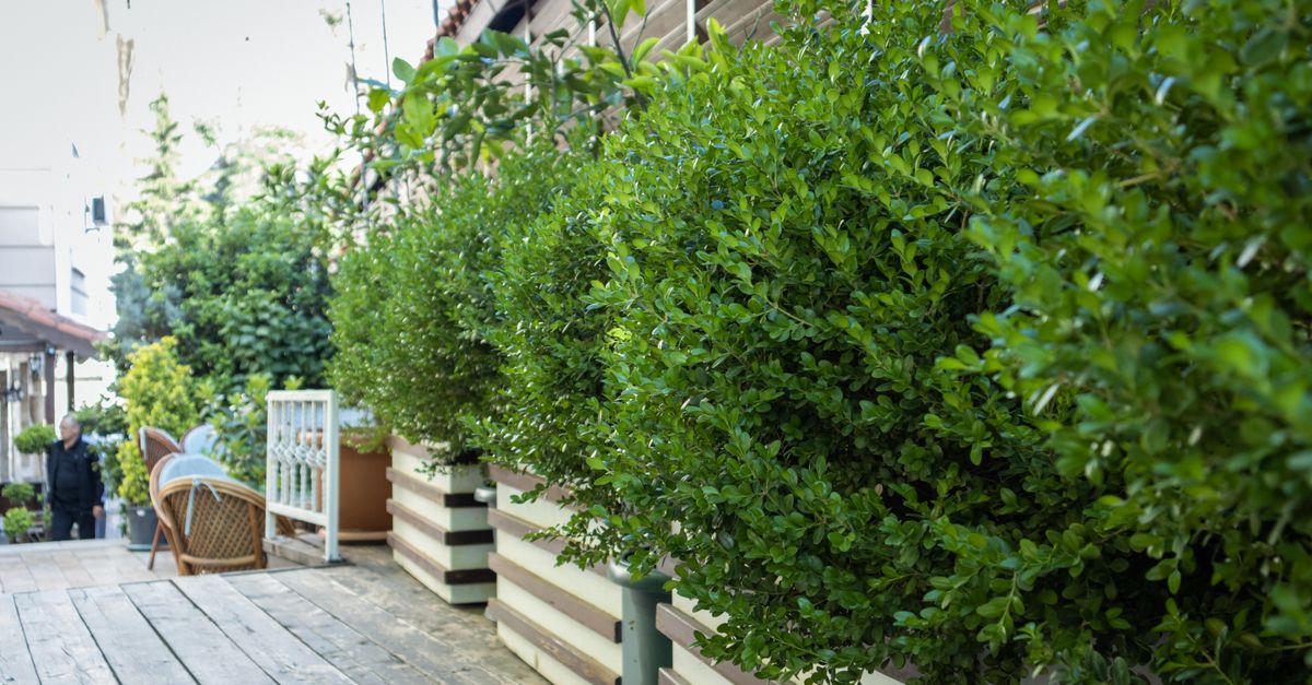 découvrez des idées innovantes et pratiques pour l'aménagement de votre jardin. transformez votre espace extérieur avec nos conseils en design de jardin.