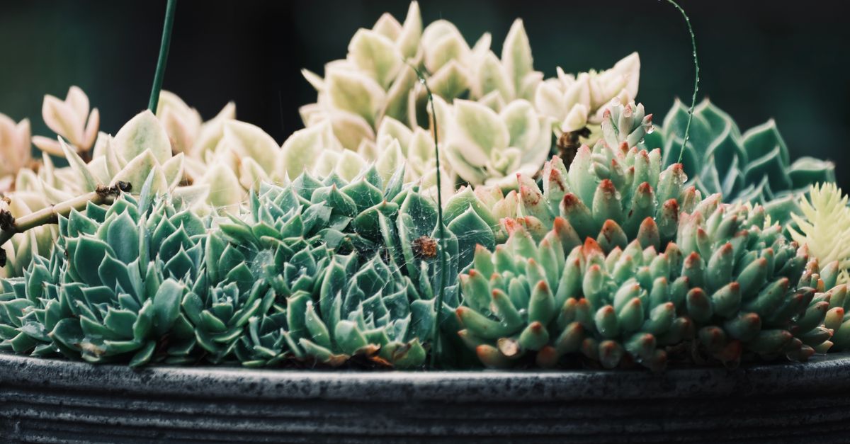 découvrez des idées et conseils pour un design de jardin élégant et fonctionnel, alliant esthétique et harmonie avec la nature.